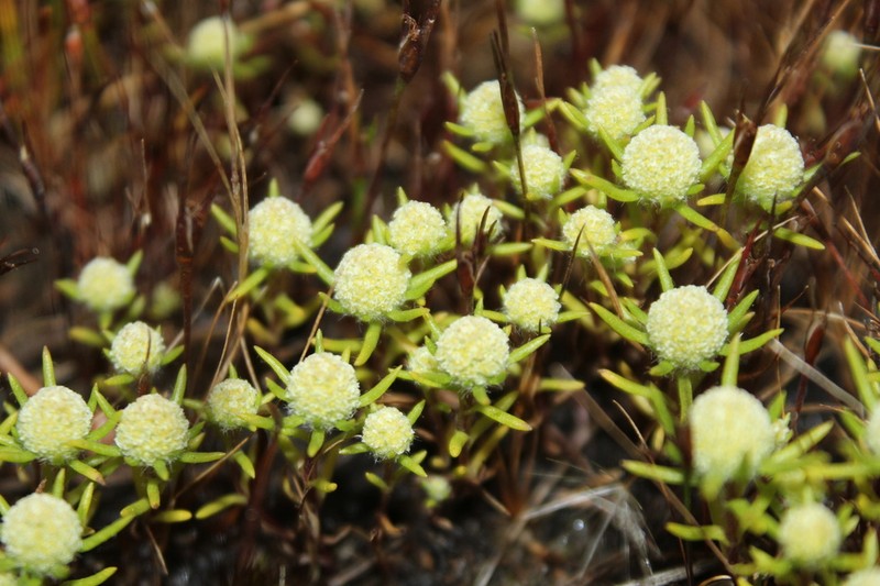 Siloxerus filifolius photo 3