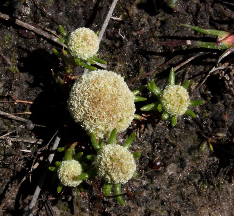 Siloxerus filifolius photo 4