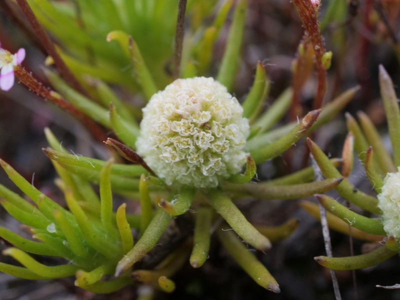 Siloxerus filifolius photo 5
