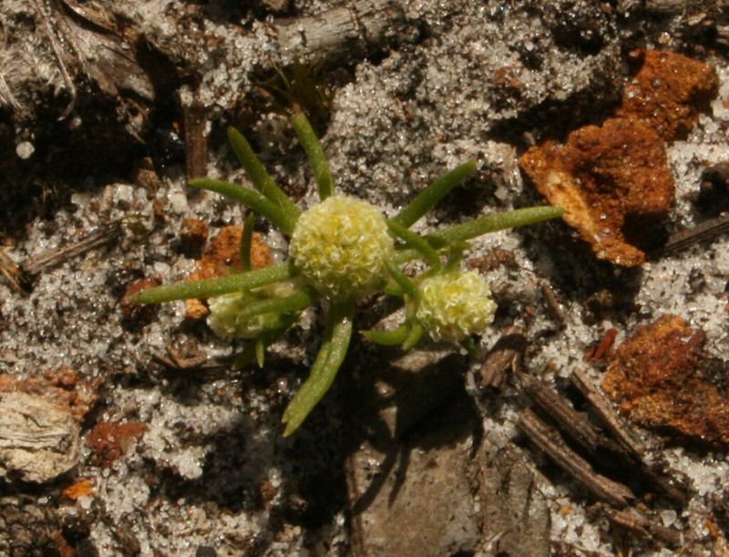 Siloxerus filifolius photo 6