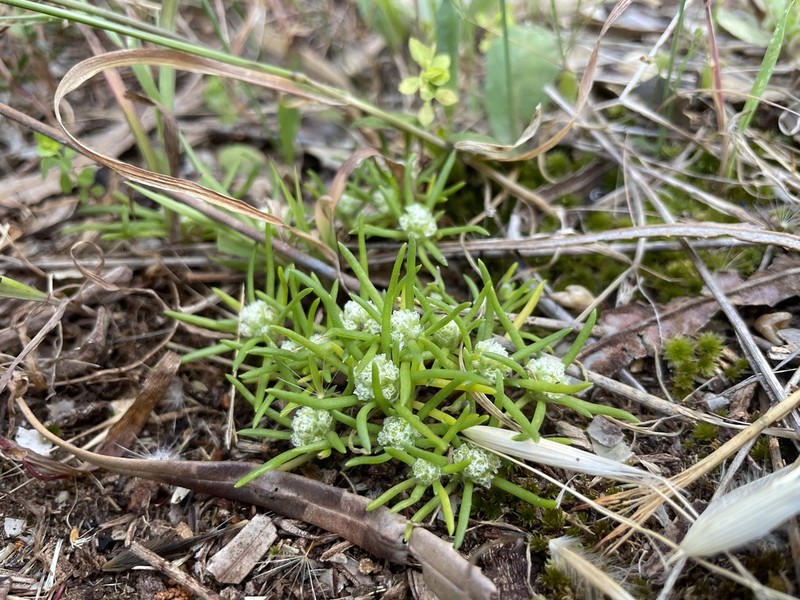 Siloxerus filifolius photo 7
