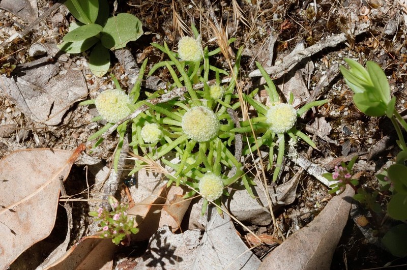 Siloxerus filifolius photo 8