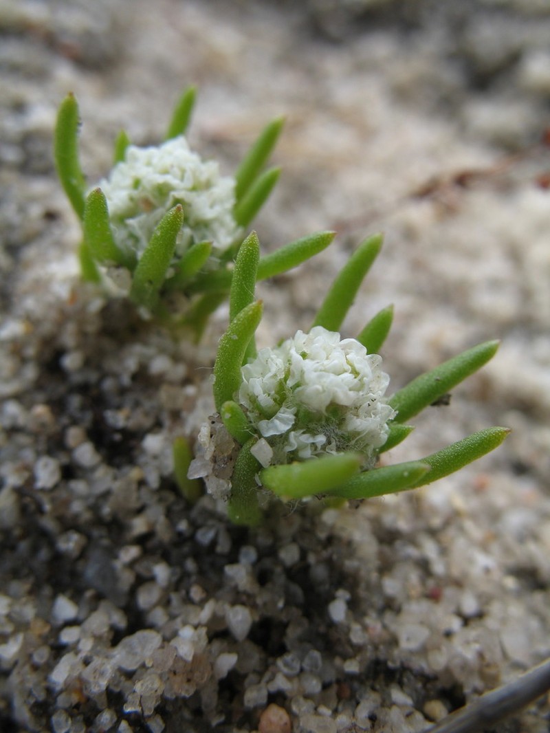 Siloxerus humifusus photo 6