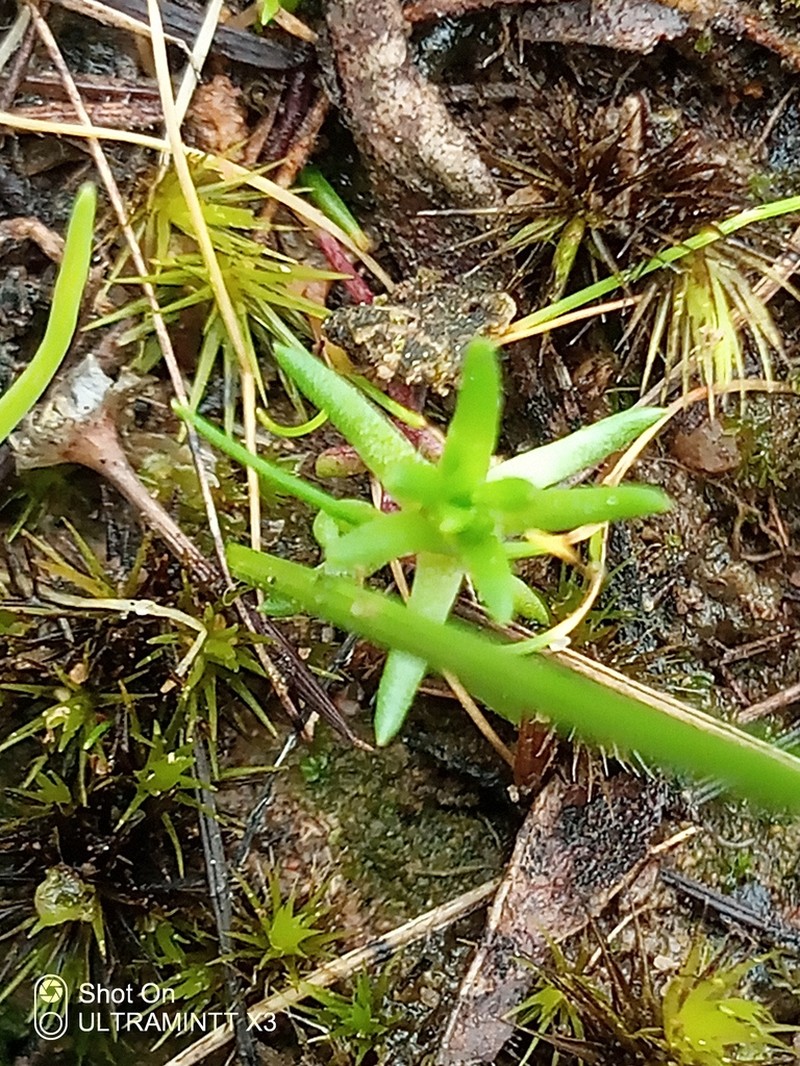 Siloxerus multiflorus
