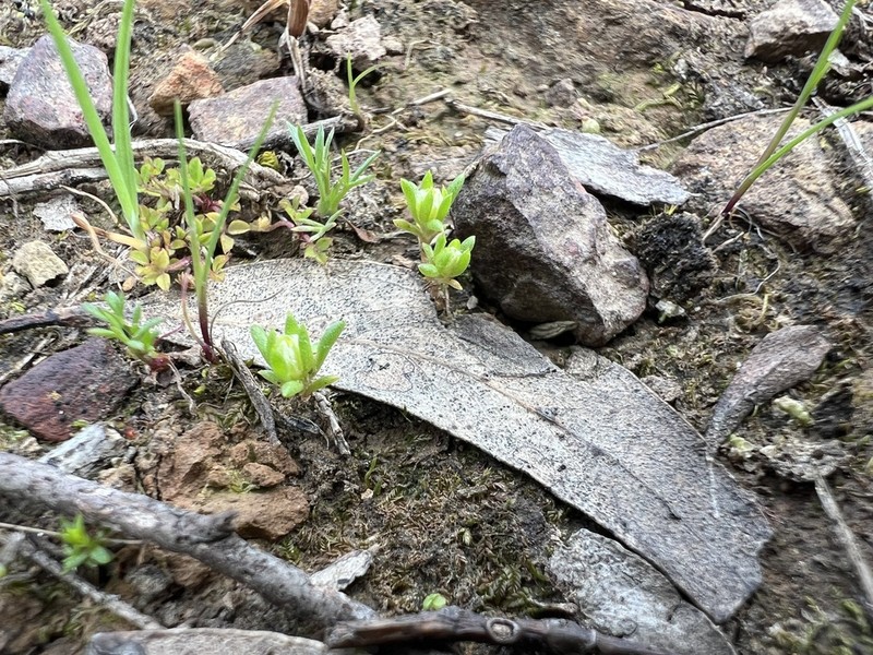 Siloxerus multiflorus photo 2