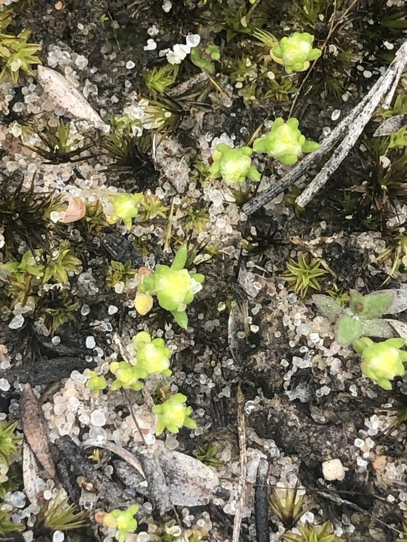 Siloxerus multiflorus photo 3