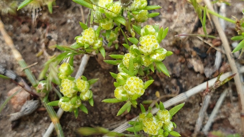 Siloxerus multiflorus photo 4