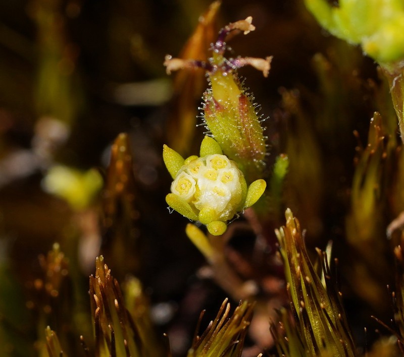 Siloxerus multiflorus photo 5
