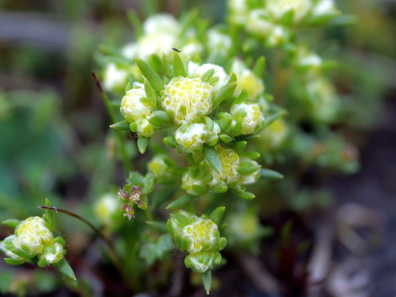 Siloxerus multiflorus photo 6