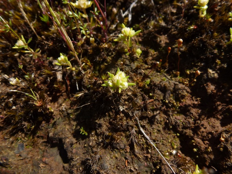 Siloxerus multiflorus photo 8