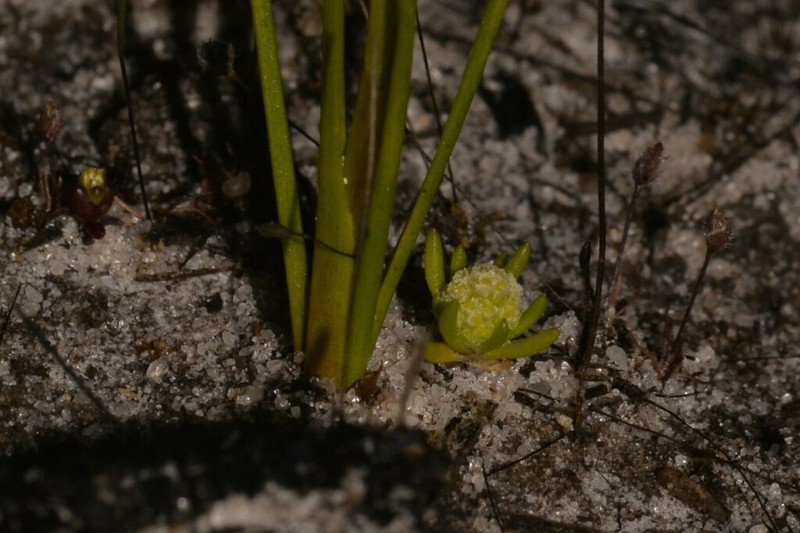 Siloxerus pygmaeus