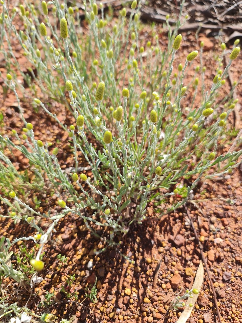 Siloxerus tomentosus