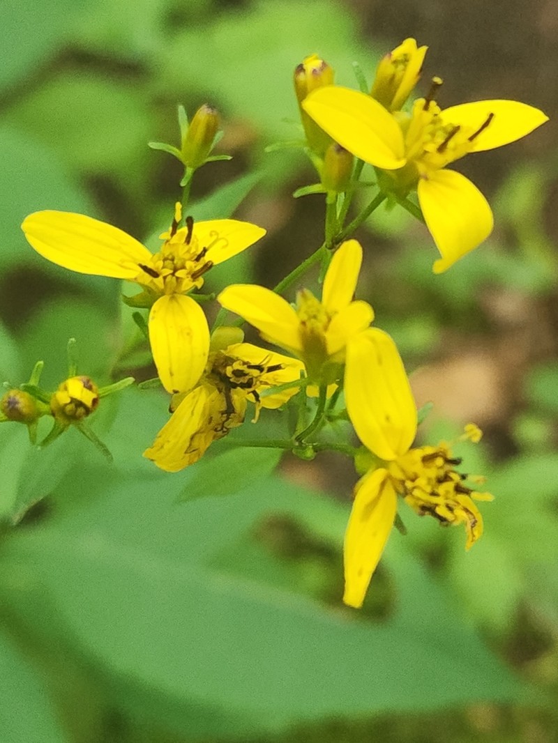 Broadleaf Tickseed