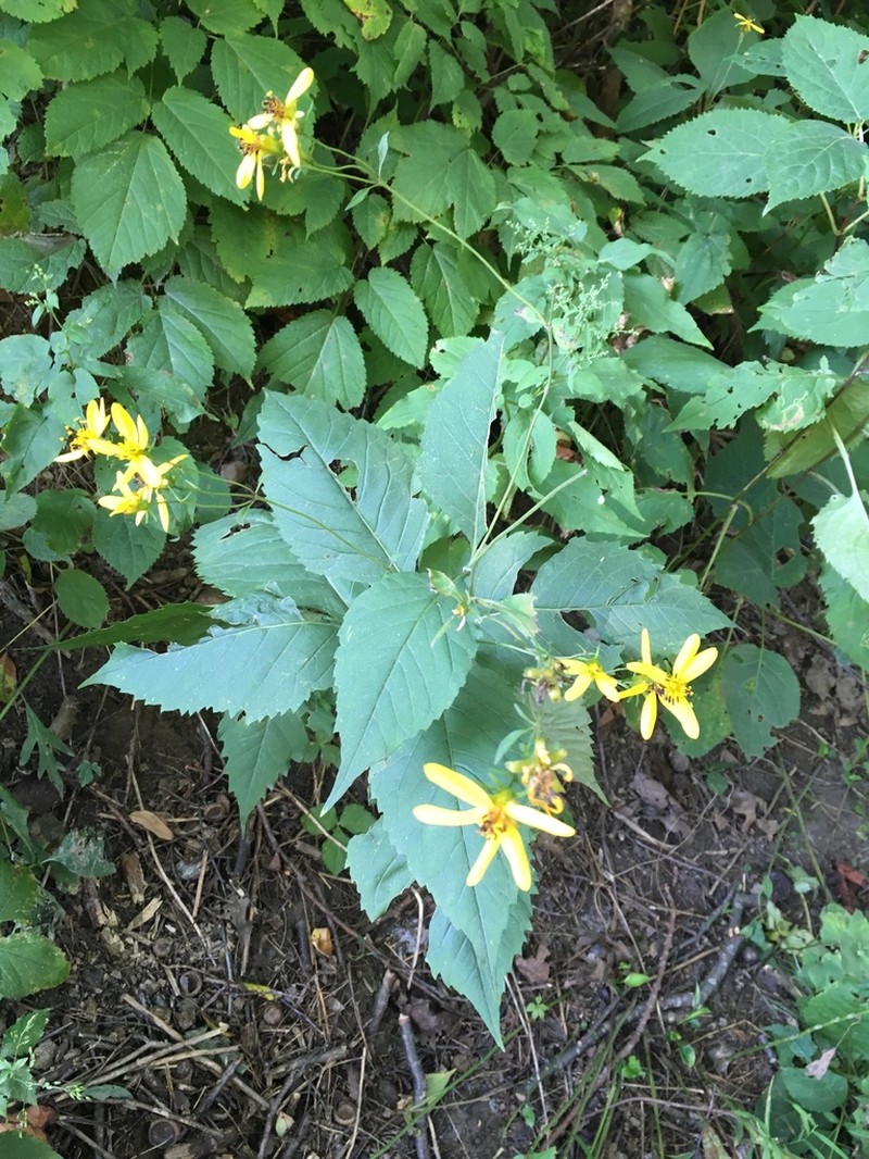 Broadleaf Tickseed photo 2