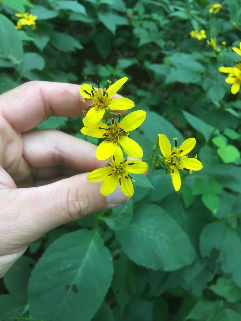 Broadleaf Tickseed photo 3
