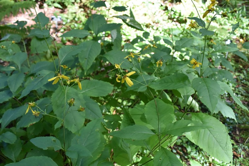 Broadleaf Tickseed photo 4