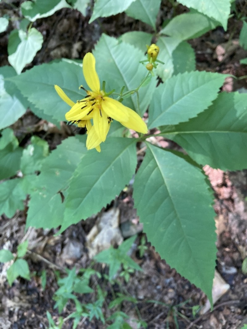 Broadleaf Tickseed photo 5