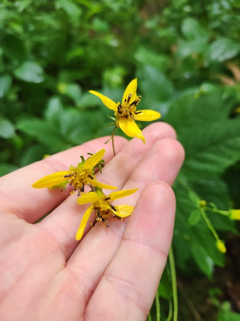 Broadleaf Tickseed photo 6
