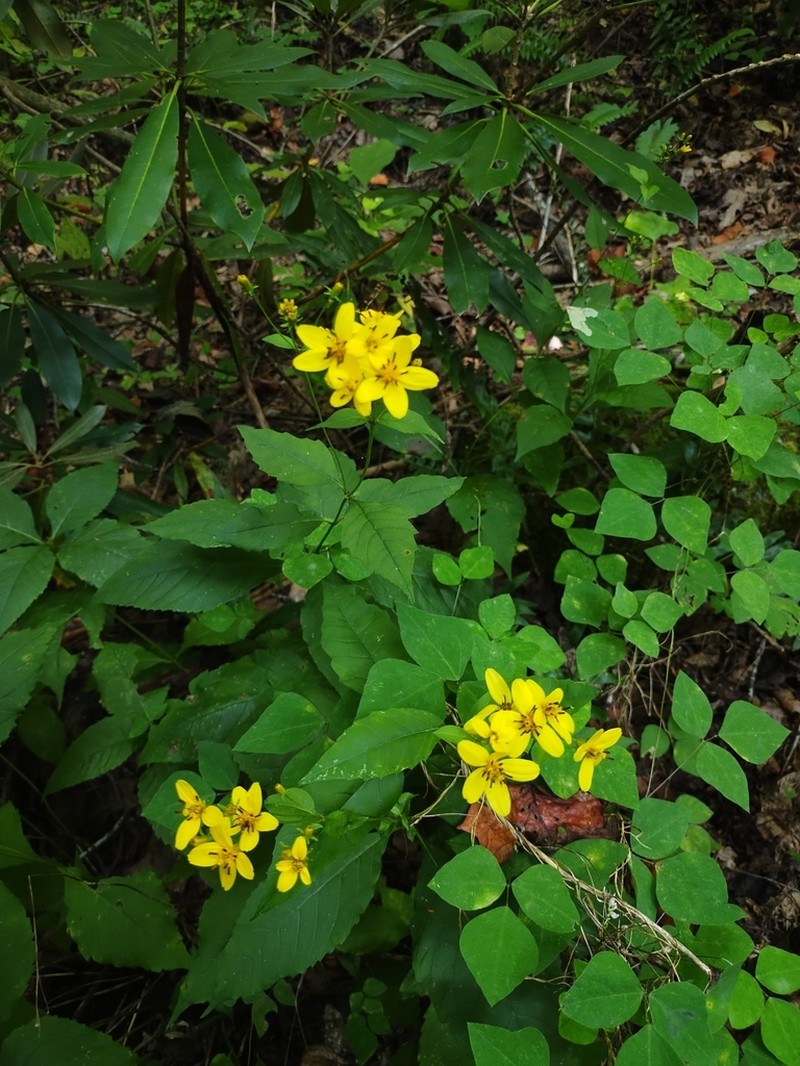 Broadleaf Tickseed photo 7