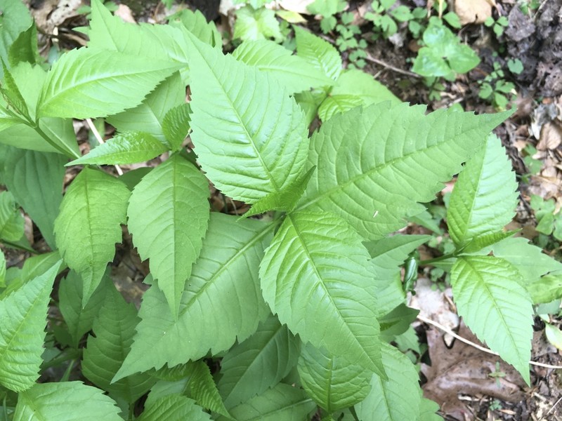 Broadleaf Tickseed photo 8