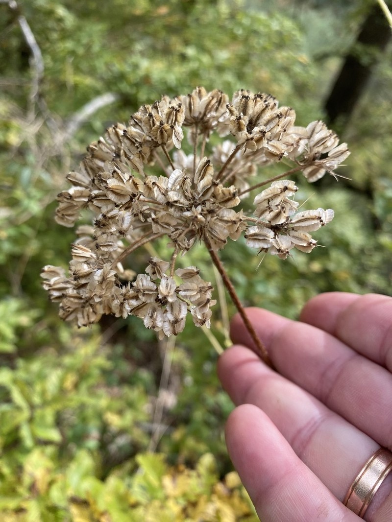 Silphiodaucus hispidus
