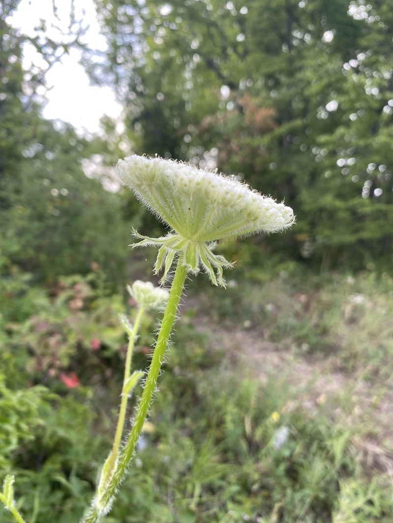 Silphiodaucus hispidus photo 2