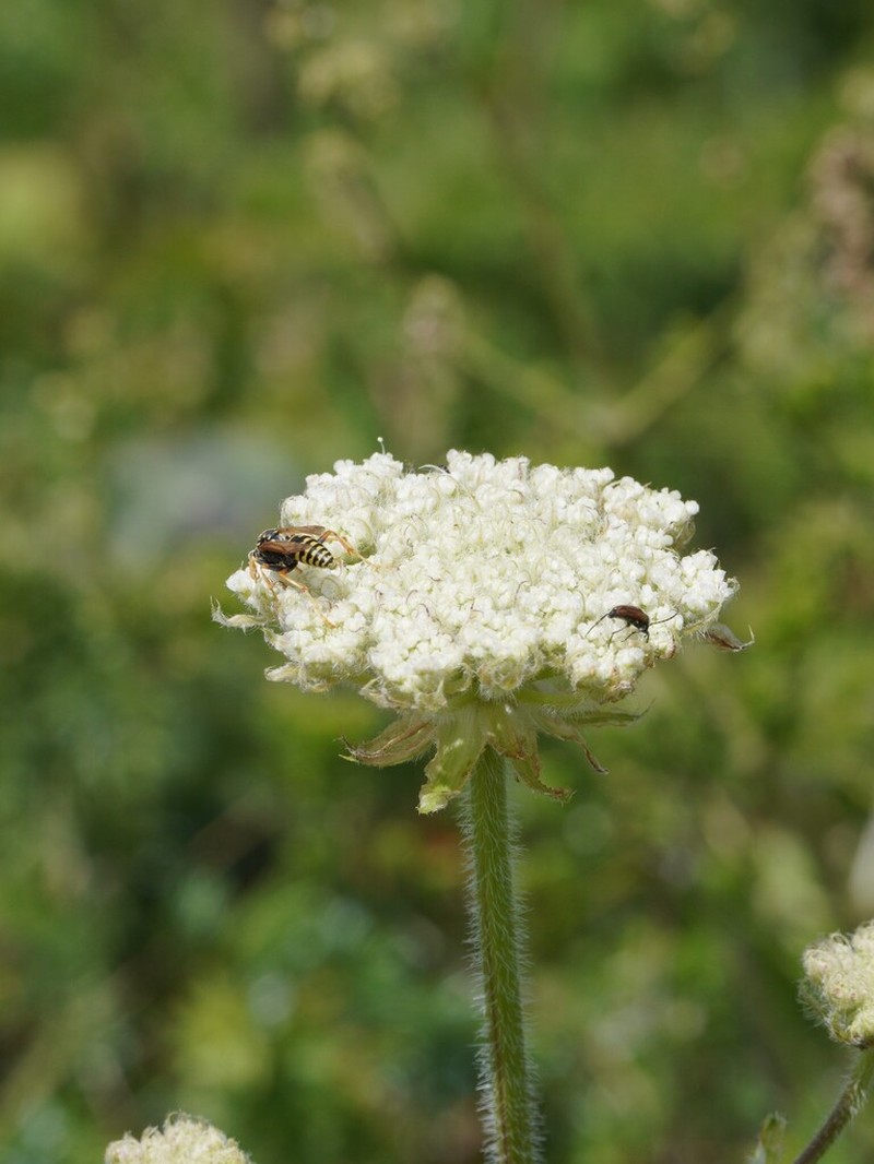 Silphiodaucus hispidus photo 3