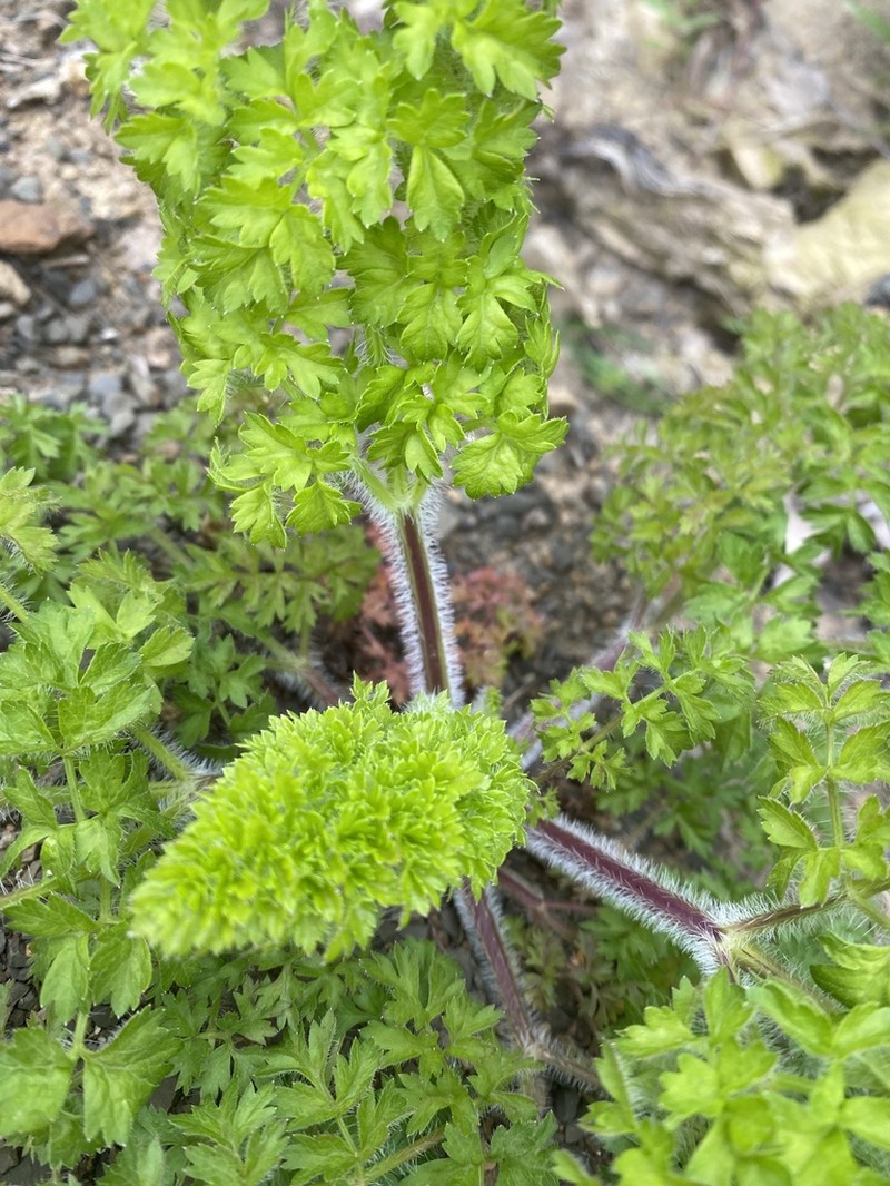 Silphiodaucus hispidus photo 4