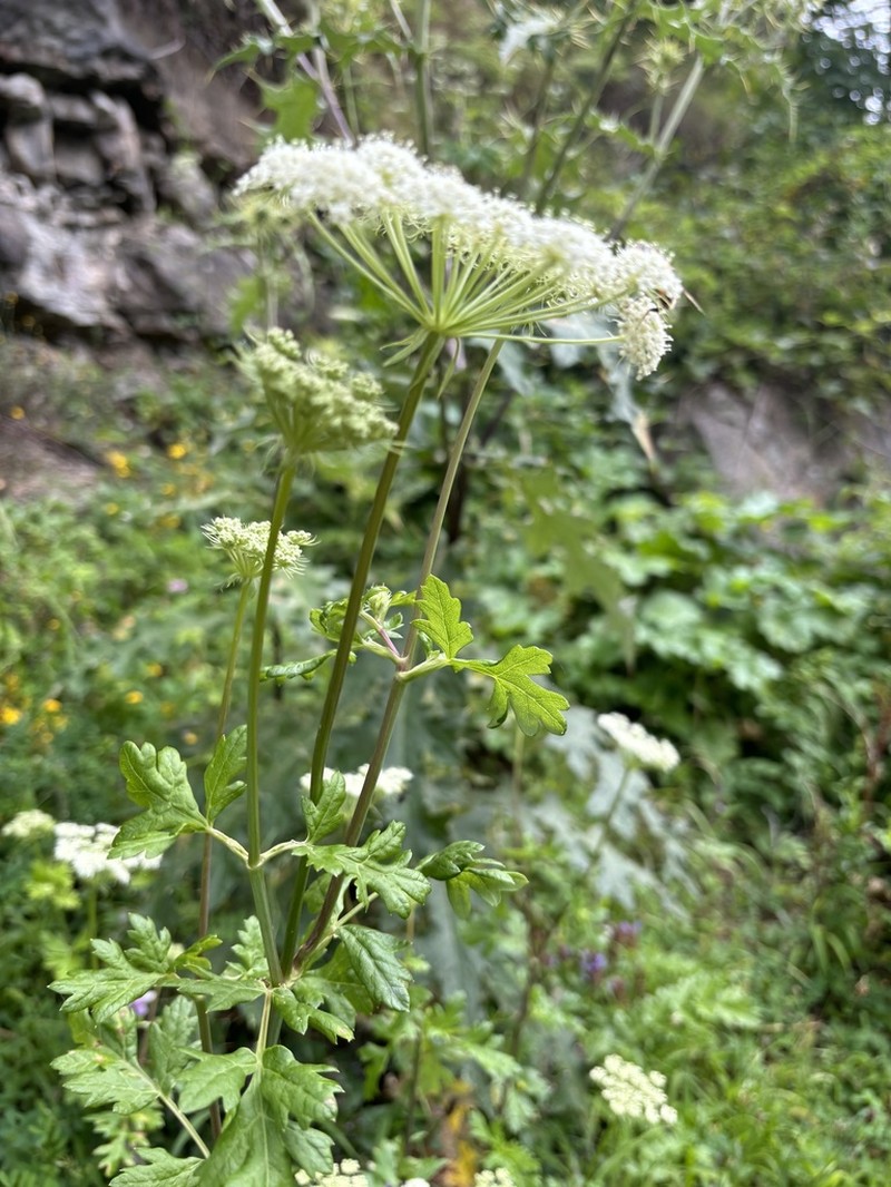 Silphiodaucus hispidus photo 5