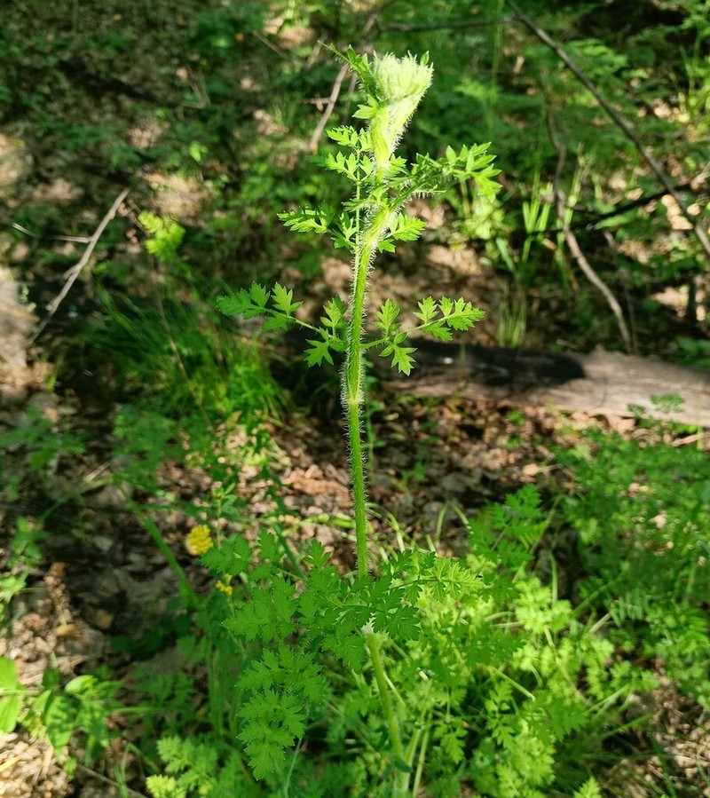 Silphiodaucus hispidus photo 6