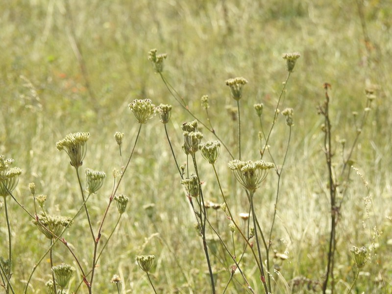 Silphiodaucus hispidus photo 7