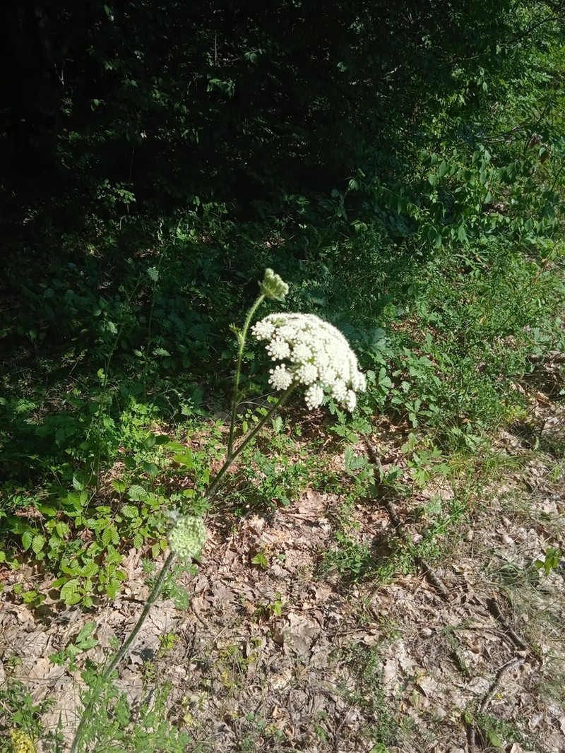 Silphiodaucus hispidus photo 8