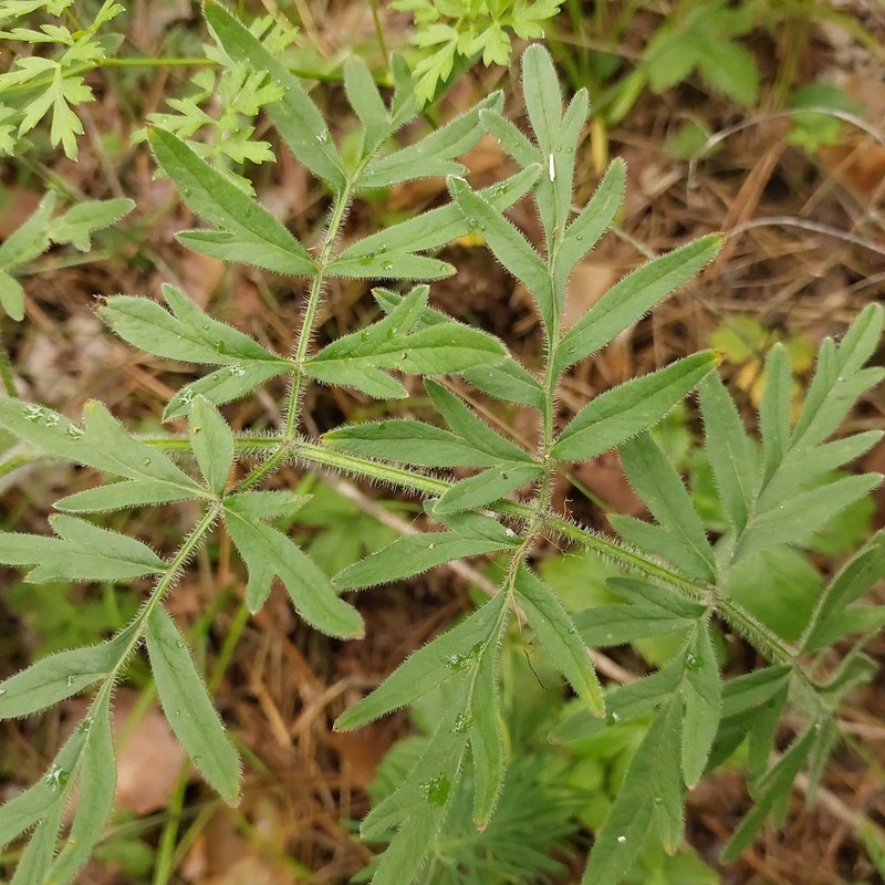 Silphiodaucus prutenicus
