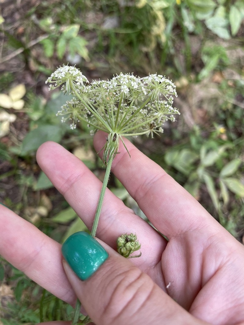 Silphiodaucus prutenicus photo 2