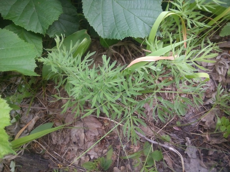 Silphiodaucus prutenicus photo 3