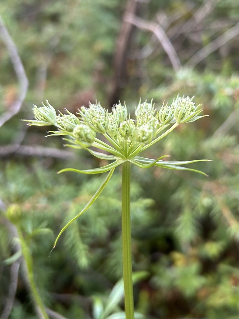 Silphiodaucus prutenicus photo 4