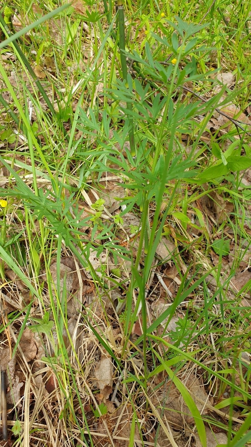 Silphiodaucus prutenicus photo 5