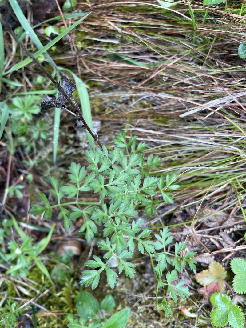 Silphiodaucus prutenicus photo 6