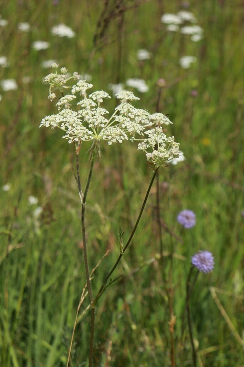 Silphiodaucus prutenicus photo 8