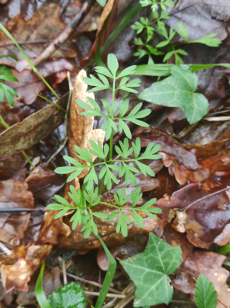 Silphiodaucus prutenicus subsp. dufourianus