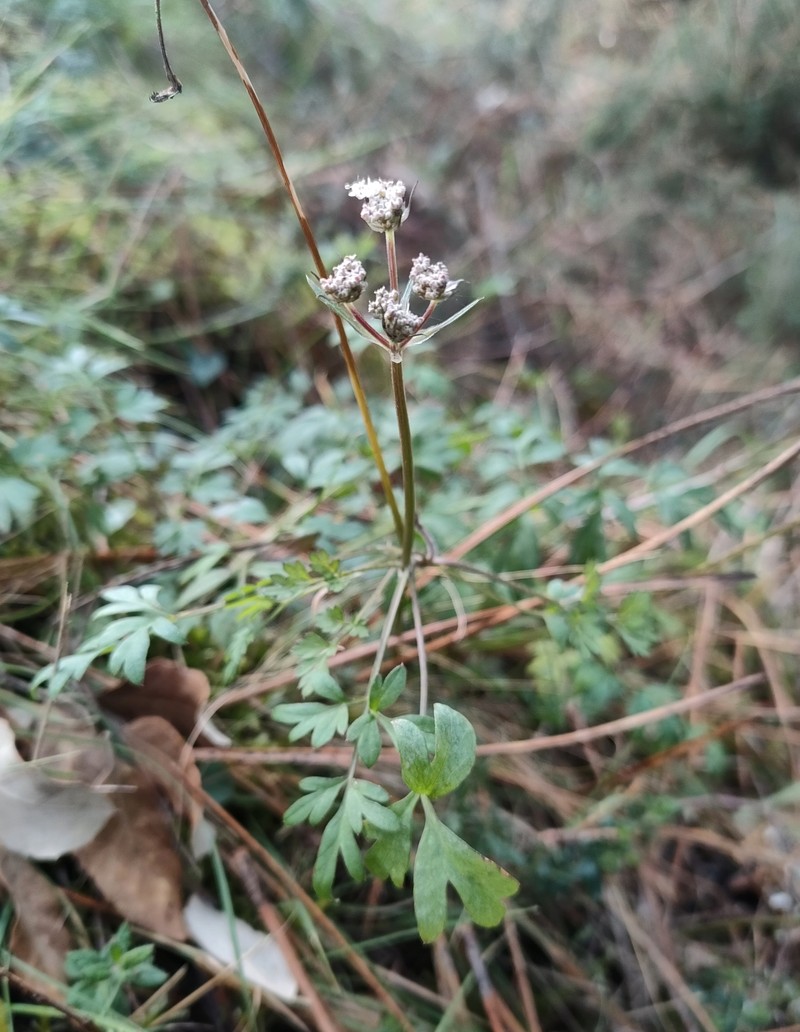 Silphiodaucus prutenicus subsp. dufourianus photo 2