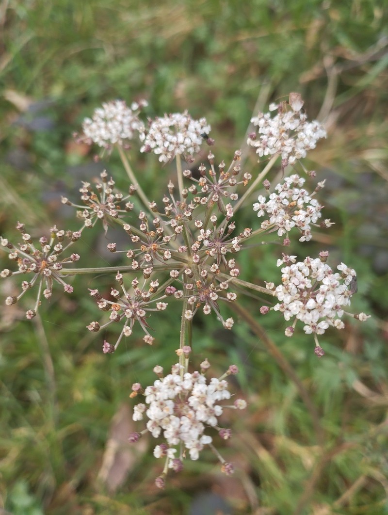 Silphiodaucus prutenicus subsp. dufourianus photo 3
