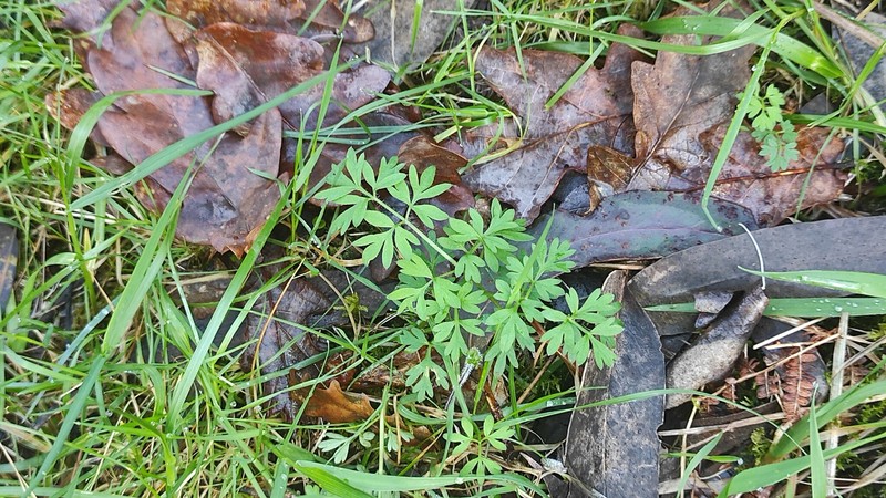 Silphiodaucus prutenicus subsp. dufourianus photo 4