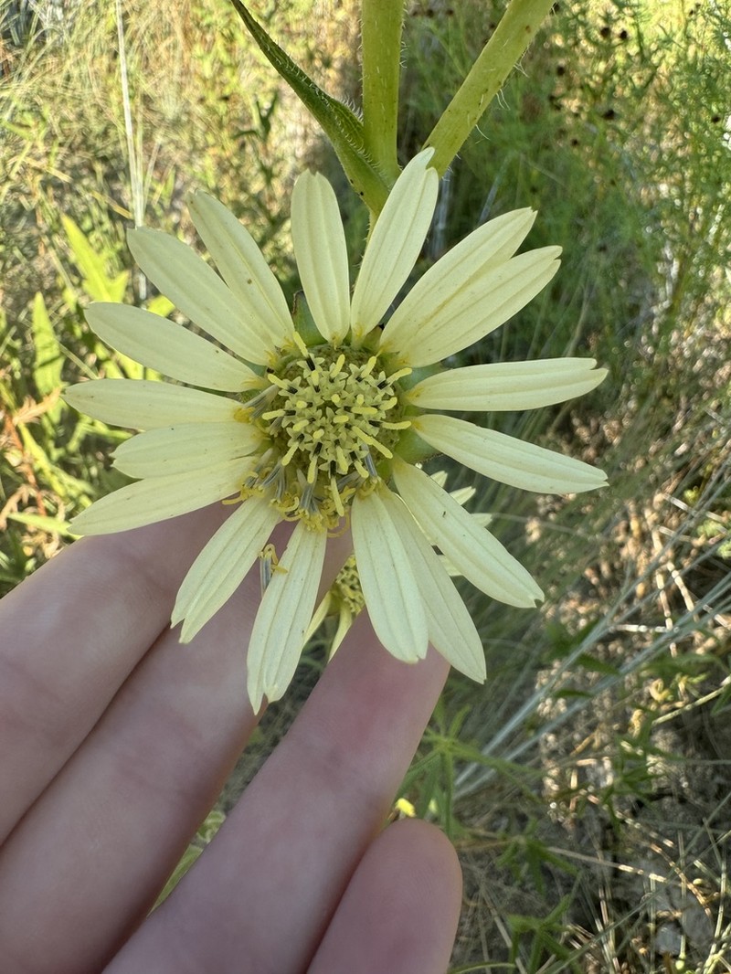 White Rosinweed photo 2