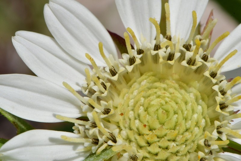 White Rosinweed photo 3