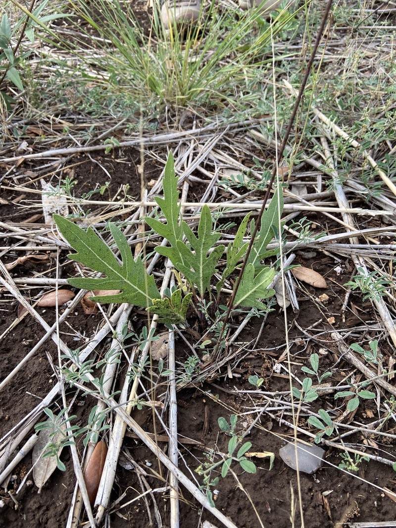 White Rosinweed photo 4