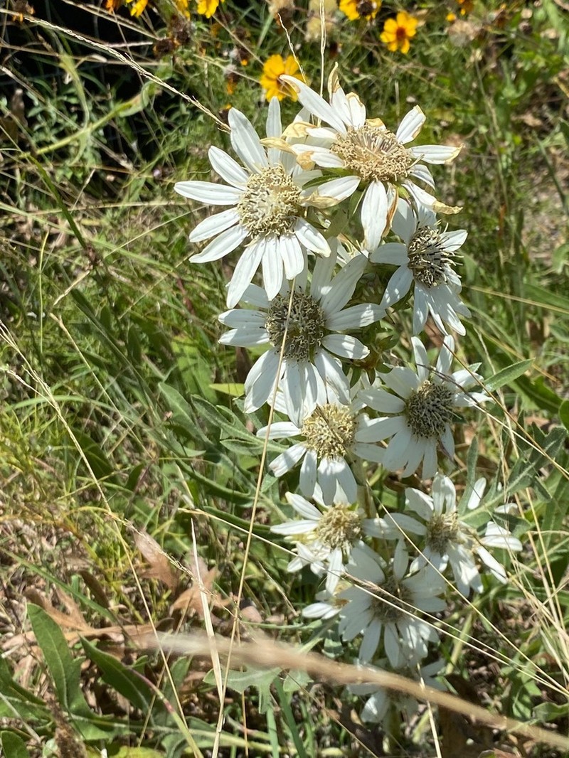 White Rosinweed photo 5