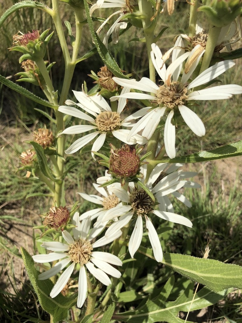 White Rosinweed photo 6