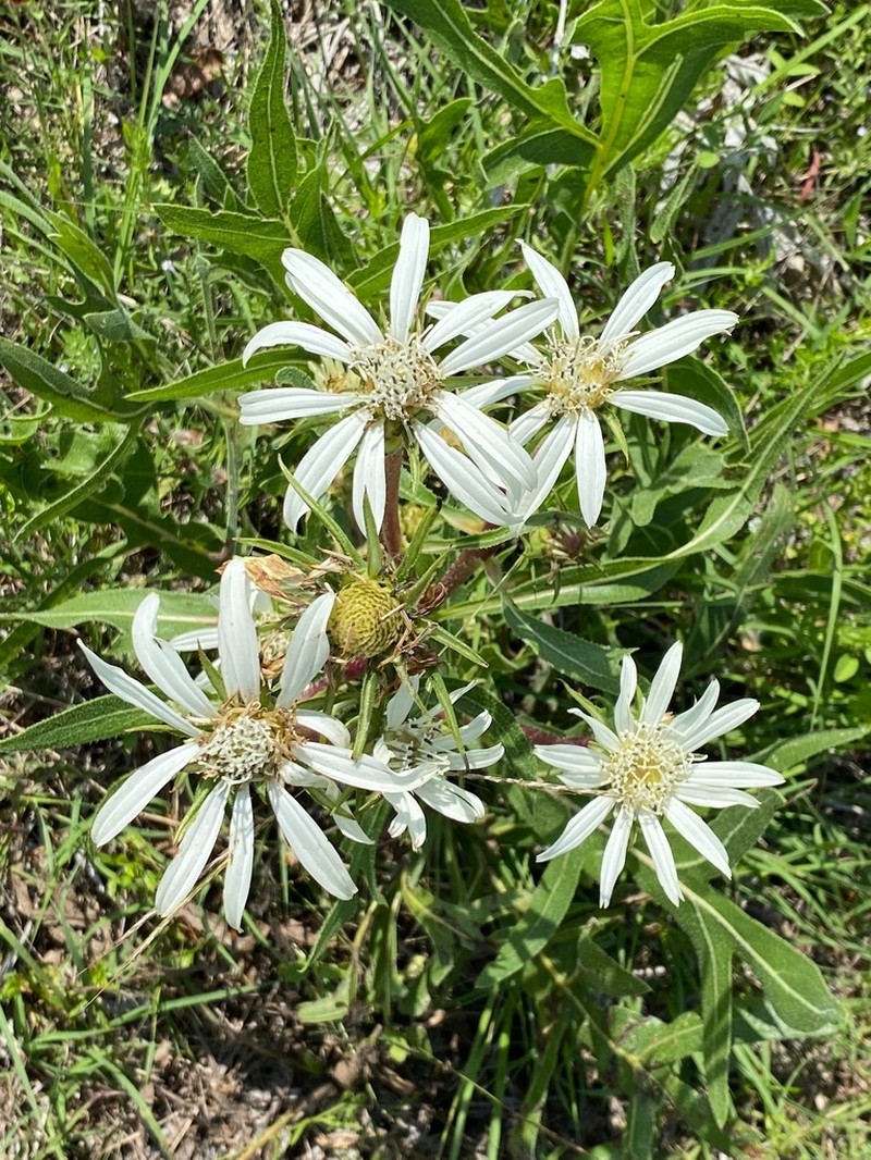 White Rosinweed photo 7