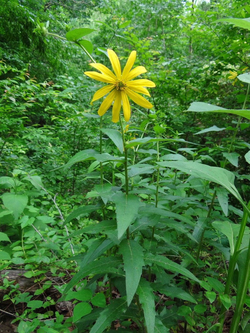Silphium asperrimum photo 2